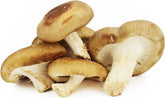 Frische Shiitake-Pilze BIO (polnisch) (ca. 200g)